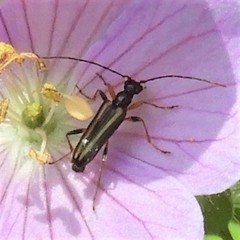Pidonia ruficollis