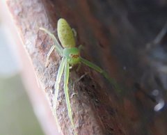 Cetratus rubropunctatus