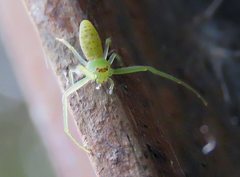 Cetratus rubropunctatus