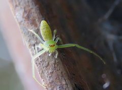 Cetratus rubropunctatus