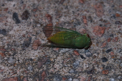 Chremistica ochracea