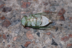 Chremistica ochracea