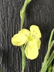 Linum sulcatum