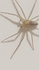 Philodromus rufus