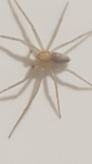 Philodromus rufus