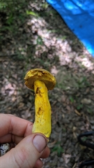 Retiboletus retipes