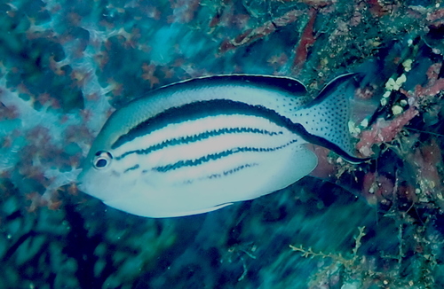 Genicanthus lamarck
