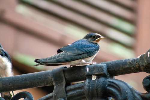 Hirondelle rustique, jeune