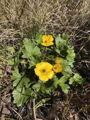 Ranunculus graniticola