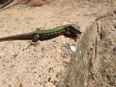 Podarcis muralis