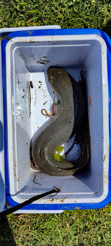 Marbled Lungfish