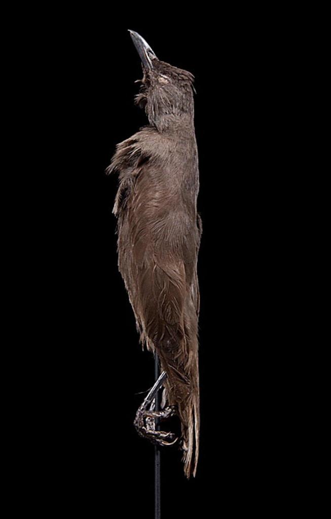 Pohnpei Starling (Aplonis pelzelni) photo