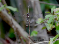 Macrothemis pseudimitans