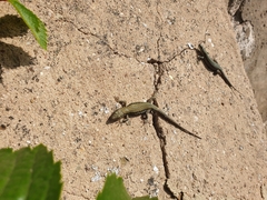 Podarcis muralis
