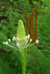 Xerophyllum asphodeloides