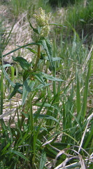 Koenigia tripterocarpa