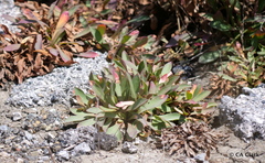 Limonium ramosissimum