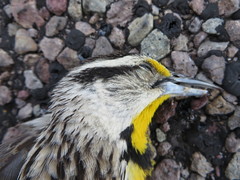 Sturnella magna lilianae