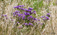 Limonium ramosissimum