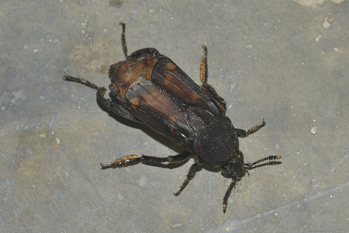 Diamesus osculans