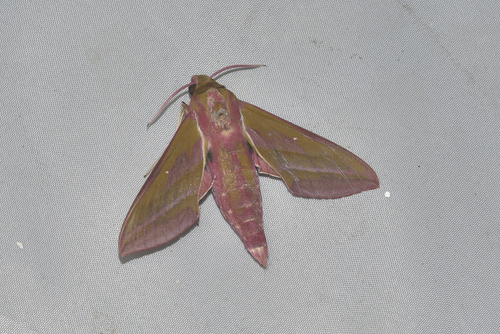 Elephant Hawkmoth