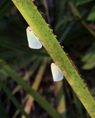 Ormenaria rufifascia image
