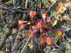 Drosera linearis
