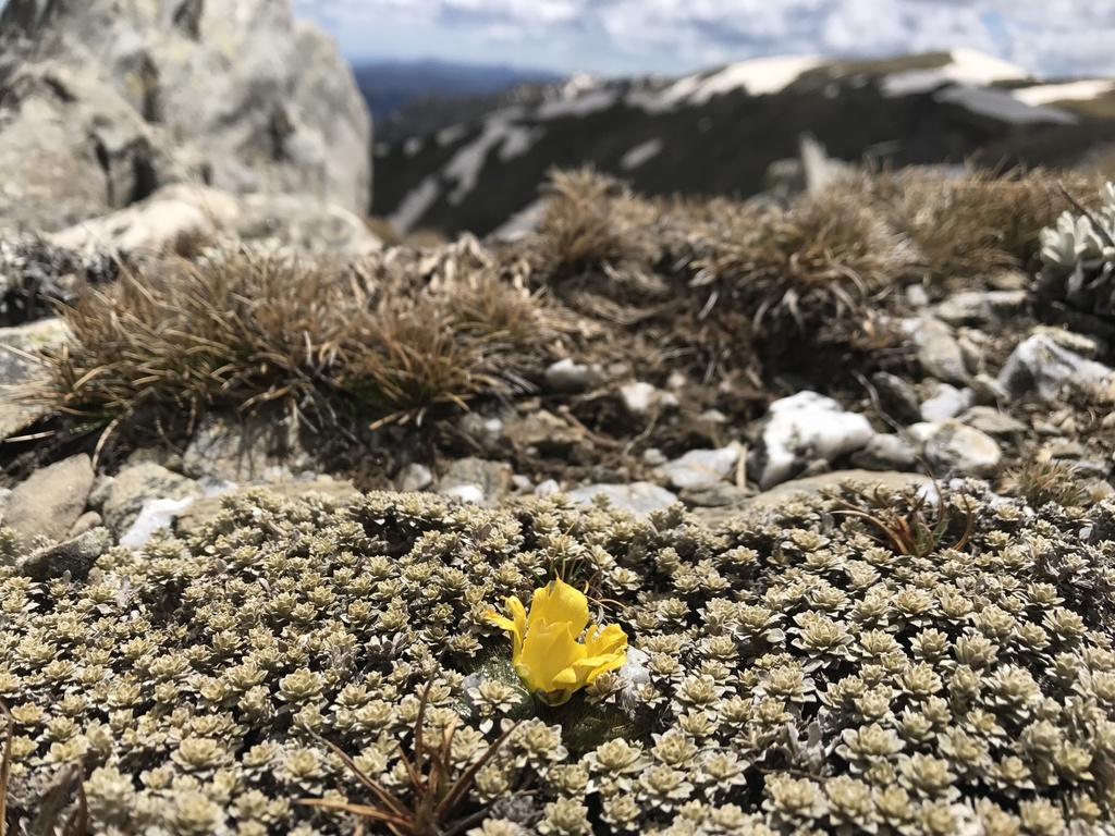 Ranunculus acrophilus from Snowy River, Kosciuszko, New South Wales ...