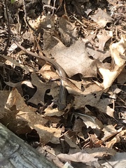 Plestiodon septentrionalis