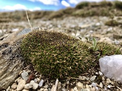 Colobanthus pulvinatus