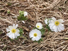 Ranunculus anemoneus