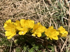 Ranunculus gunnianus