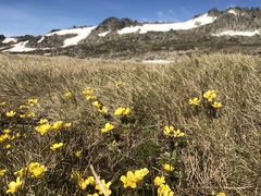 Ranunculus muelleri