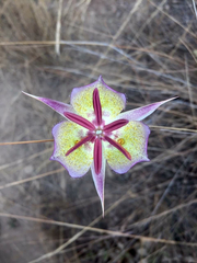 Calochortus plummerae
