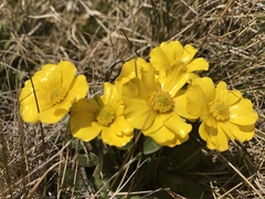 Ranunculus muelleri