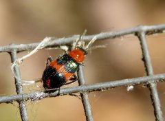 Dicranolaius bellulus