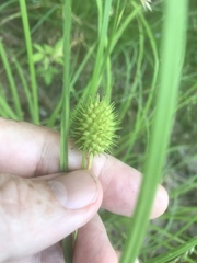 Carex squarrosa
