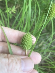 Carex squarrosa