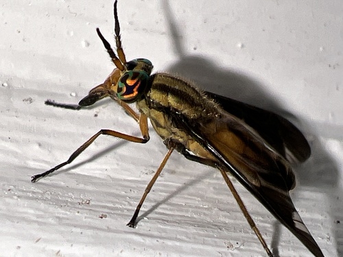 Adulterous Deer Fly photo 3