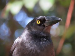 Strepera graculina graculina