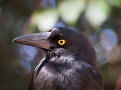 Strepera graculina graculina