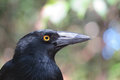 Strepera graculina graculina