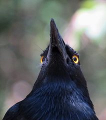 Strepera graculina graculina