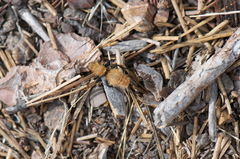 Dasymutilla coccineohirta