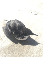 Synthliboramphus craveri