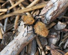 Dasymutilla coccineohirta