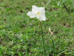 Zephyranthes drummondii