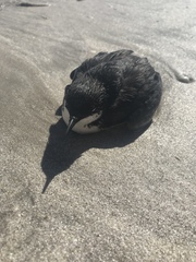 Synthliboramphus craveri