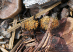Dasymutilla coccineohirta