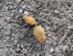 Dasymutilla coccineohirta